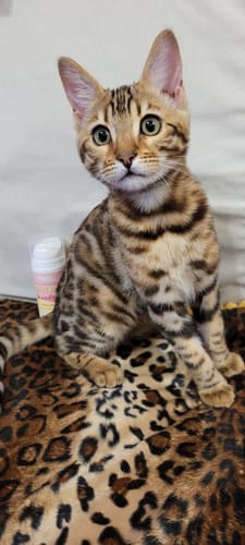 Le chat d'un client au poil soyeux, assis à côté du flacon d'Huile Oméga Boost.