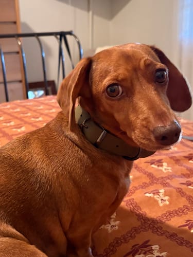 Customer photo review of Barbour Olive Collar
