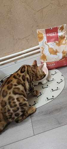 Le chaton d'un client mange ses croquettes au poulet dans une gamelle, avec le paquet du produit en arrière-plan.