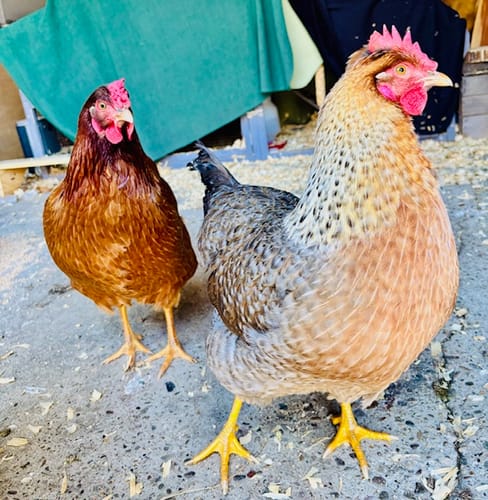 Customer's two healthy chickens, a brown and a speckled one, thriving as mentioned in their review for Daily Deworm + Gut Support.