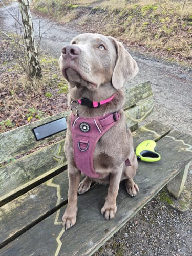 A customer's silver lab sitting on a bench wearing the Mulberry Tweed Trail & Glow Dog Harness.