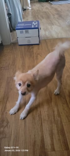 Customer photo review of Seizures - Dogs