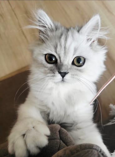 Avis d'un client : son chaton au poil long et soyeux, en pleine forme grâce aux croquettes.