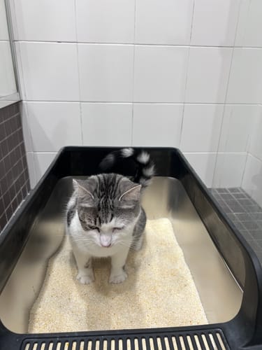 Customer photo review of 1 Month Supply – 2 Cat