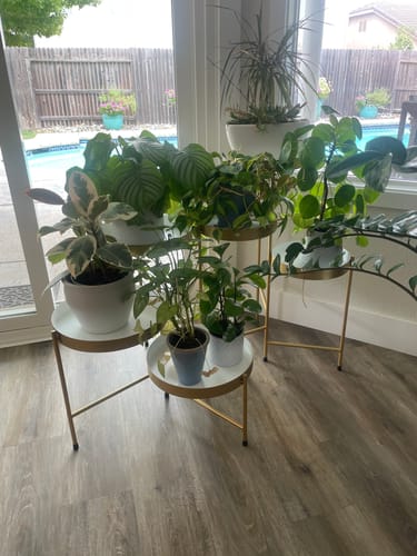 Reviewer shows a collection of healthy houseplants on stands thriving after using the Plant Food.