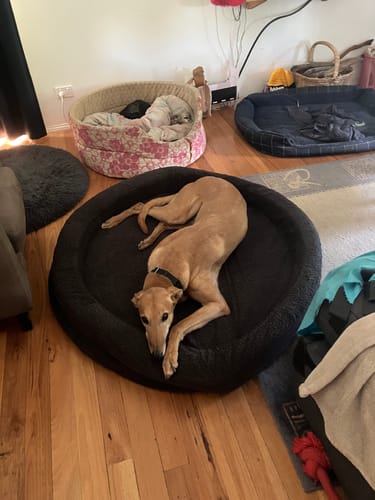 A customer's greyhound lying comfortably in the large, dark grey Orthopedic Memory Foam Dog Donut Bed on a wooden floor.