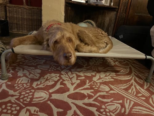 Customer photo review of Fawn Mesh Cover