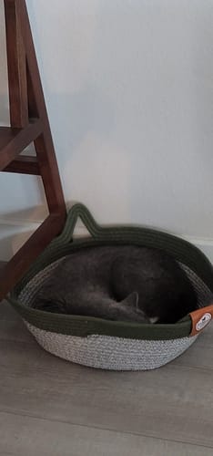 Customer photo review of Instinct Basket | Handwoven & Chemical-Free Cat Territory