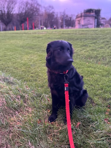 Customer photo review of City Leash Traffic Grip