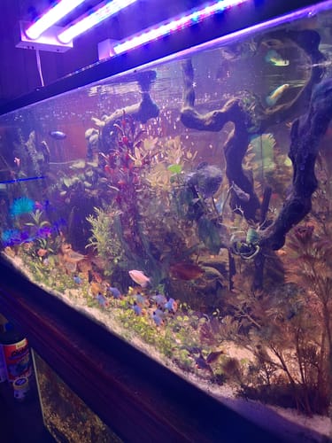 Customer photo review of Neon Female Betta Fish