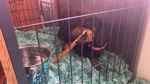Customer's dog resting on the plush Premium SuperMat Calming Bed inside a metal crate.