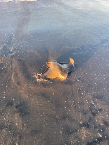 Customer photo review of 9'4" No Excuses Surf Travel Rod with Tube Medium-Heavy Action 3/4oz to 3oz