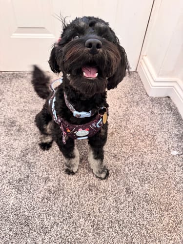 Customer's happy black puppy sitting on a carpet, wearing the Trail & Glow Dog Harness in a 'Space Paws' design.