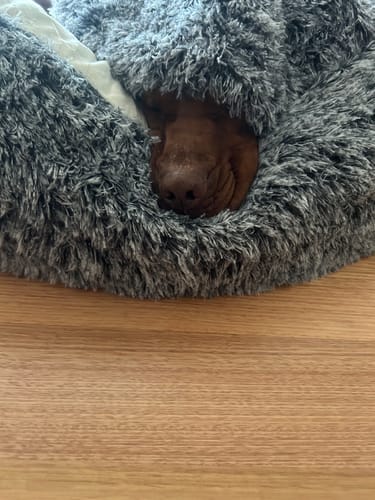 Close-up: Reviewer's dog peeking out from under the fluffy cover of the Pet Cave Dog Bed.