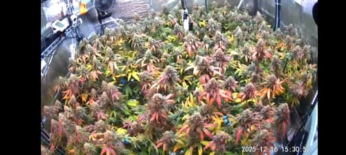 Reviewer's healthy cannabis plants with colorful leaves growing in an indoor tent, as mentioned in the product review.