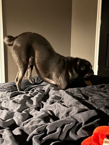 Reviewer's black pug in a playful pose on a bed, holding a Long-Lasting Yak Chew.