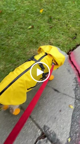 Customer video review of WagWellies® by wagwear