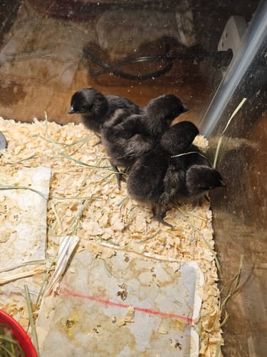 Customer photo review of Ayam Cemani Chick (Unsexed)