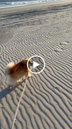 Customer video review of 1-TDC ORAL HEALTH + MOBILITY SUPPORT FOR DOGS & CATS 2 Bottles (240 soft gels)