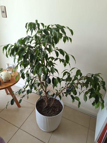 Customer photo review of Ficus Benjamina XL macetero Líneo