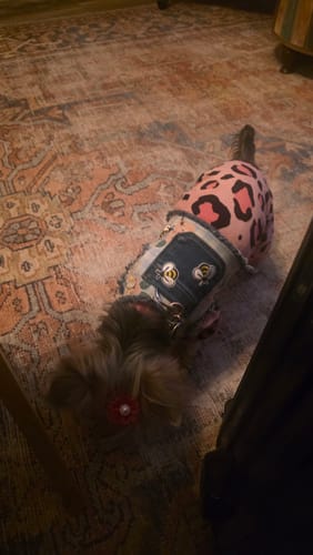 Customer photo review of Bumblebee Harness