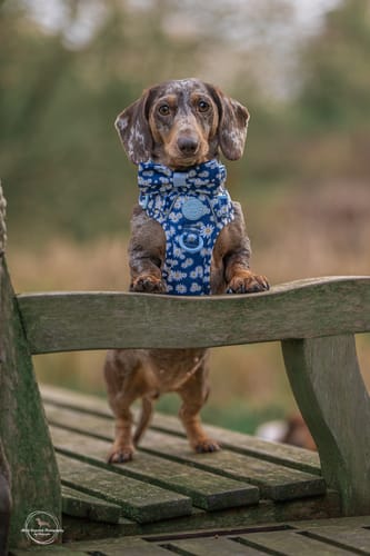 Customer's miniature dachshund wearing the blue Loves me, Loves me not Bow Tie with a matching harness on a bench.