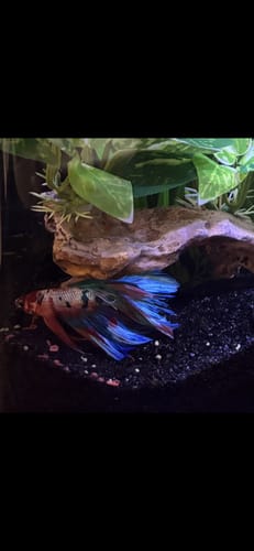 Customer photo review of Fancy Halfmoon Male Betta Fish High Grade | Buy 4 Get 1 Free | Mystery Betta