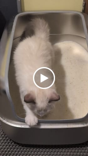 Customer video review of 3 Month Supply - 1 Cat