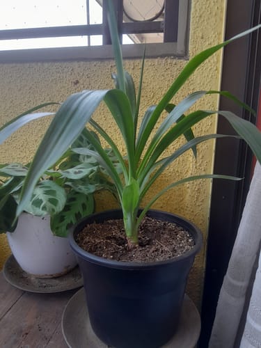Customer photo review of Mini Yuca (Palo de agua)