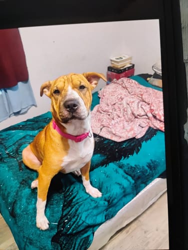 Customer photo review of Iron Paws Premium Dog Supplement