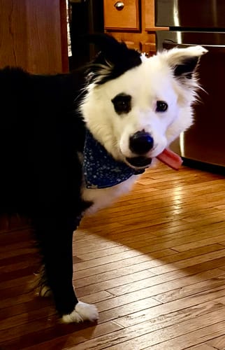 Customer's happy black and white dog, Lola, standing on a hardwood floor wearing a blue bandana.