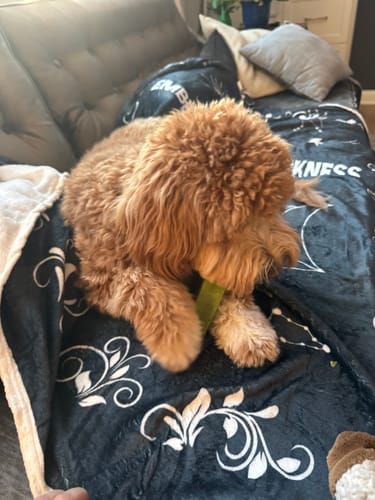 Customer's fluffy mini goldendoodle puppy lying on a couch and chewing a large Yak Chew.