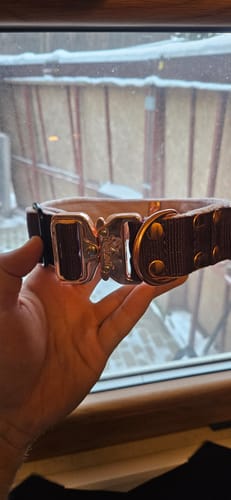 Customer photo review of Szeroka obroża z klamrą extreme - Extreme Rose Buckle Śliwkowa