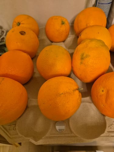 Kunde zeigt die frischen Bio Navel Orangen in einer grauen Pappschale.