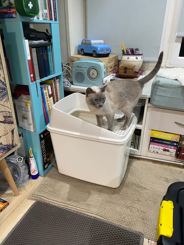 Customer photo review of 3 Month Supply - 2 Cats