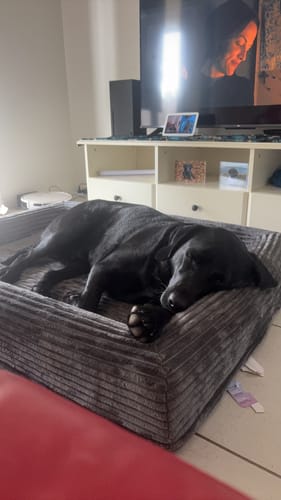 Customer's black Labrador sleeping soundly on the grey corduroy Orthopaedic Dog Bed.