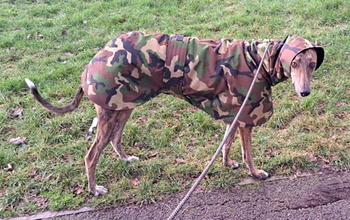 Customer photo review of Camouflage Felton - Sighthound Coat with Underbelly and Harness Hole