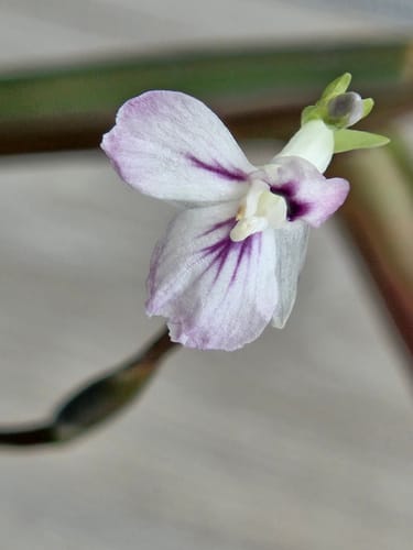Customer photo review of Maranta Leuconeura Tricolor