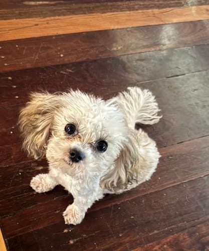 Customer photo review of Puppy Pack