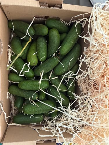 Kundenfoto der grünen Avocado Cocktails, die in einem Karton mit Holzwolle verpackt sind.
