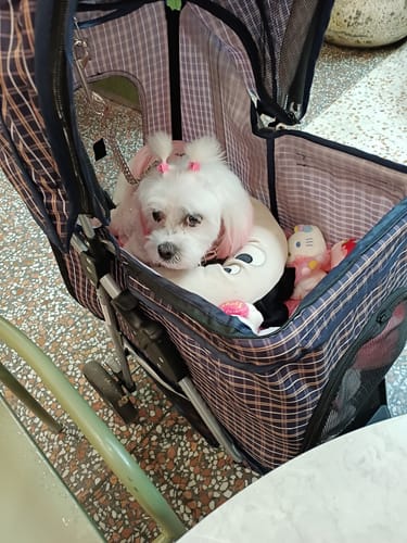 Customer's small white dog with pink bows sitting comfortably inside the plaid Large Dog Stroller.