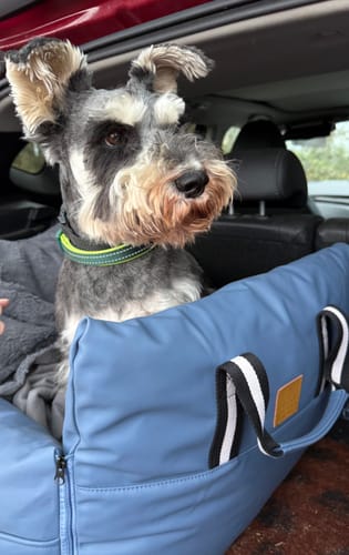 Customer photo review of The Dog Dock