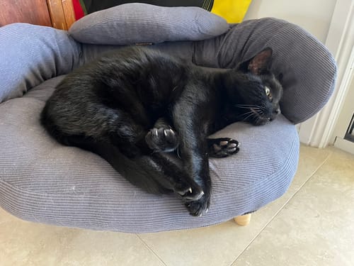 Customer's grey CloudNest Elevated Pet Sofa Bed with a black cat curled up and resting inside.