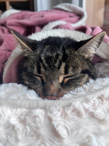 Gros plan sur le chat tigré d'un client, dormant paisiblement dans une couverture douce.