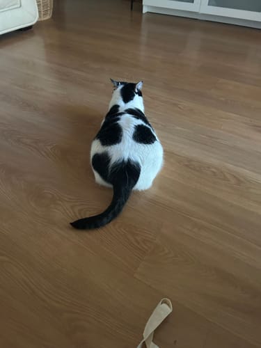 Customer photo review of 1 Month Supply – 1 Cat