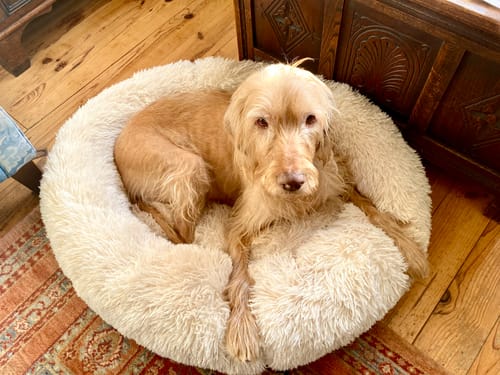 Customer photo review of Calming Donut Bed - Champagne