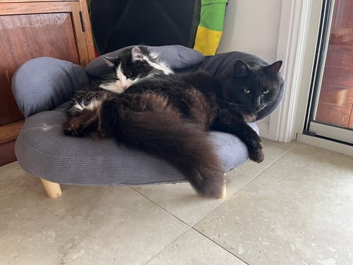 Customer's grey CloudNest Elevated Pet Sofa Bed with a black and white cat and a black cat cuddling on it.