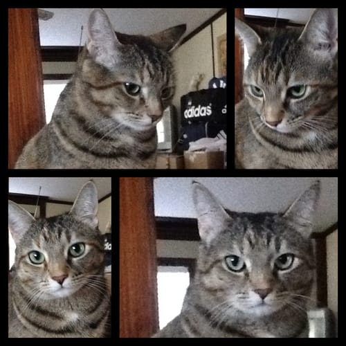 Customer photo review of 2x Blisso Advanced Cat Probiotic | Cat Probiotic for Diarrhea & Kidney Support