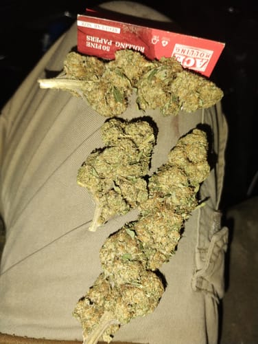 Customer photo review of Gorilla Glue Greenhouse THCA