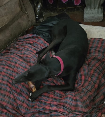 Customer photo review of Ostrich Foot Bone (7" x 3.5"): The Flavorful & Long-Lasting Chew for Medium to Large Dogs